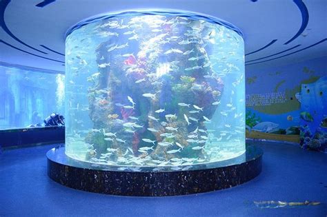 客廳養什麼魚|家裡客廳適合養什麼魚 觀賞性強又招財